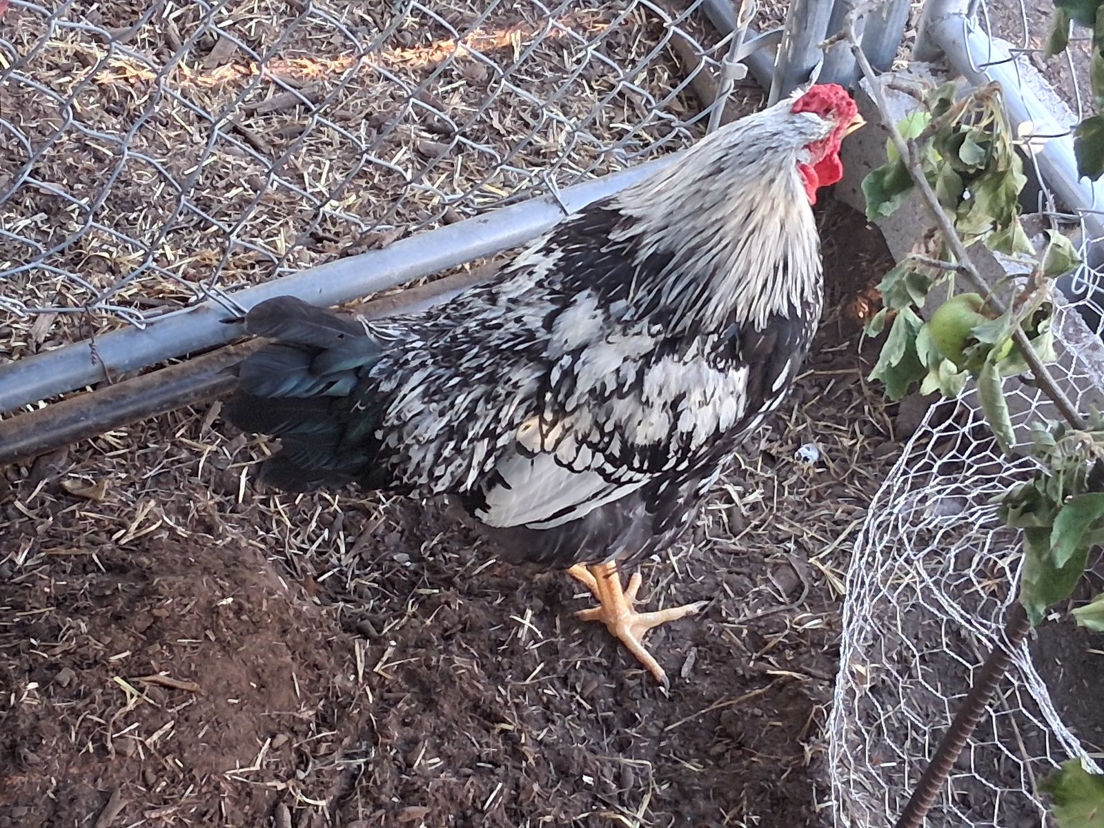 Free Rooster