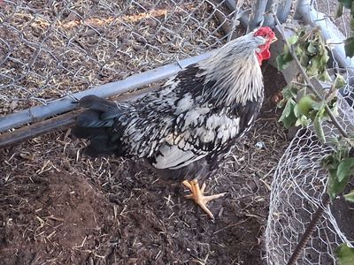 Free Rooster