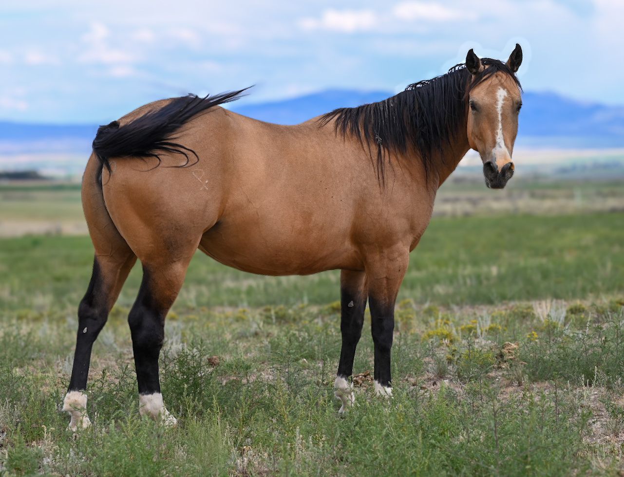 2020 AQHA Mare, By Tinker With Guns