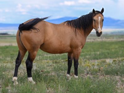 2020 AQHA Mare, By Tinker With Guns