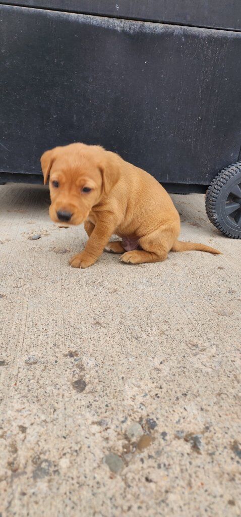 AKC Red lab puppy Male