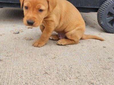 AKC Red lab puppy Male