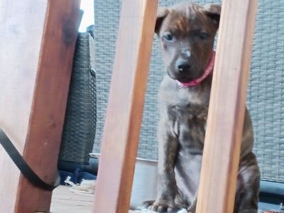 Doberman Cane Corso Mastiff Puppies