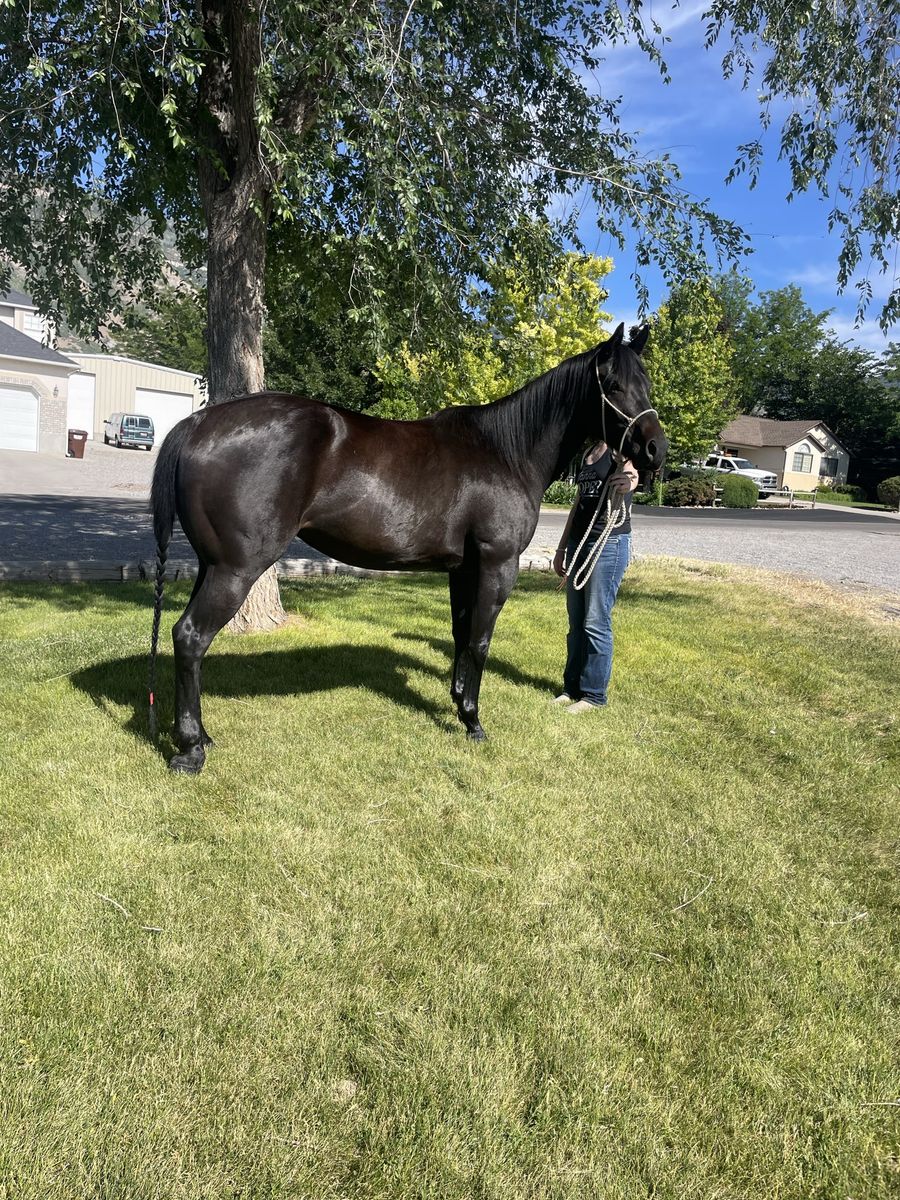 Brood Mare/ Project Horse