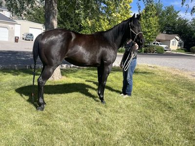 Brood Mare/ Project Horse