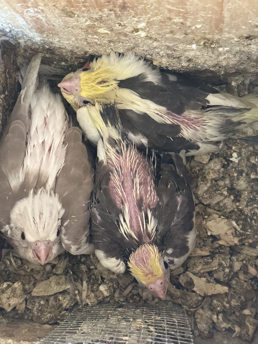 Cockatiels
