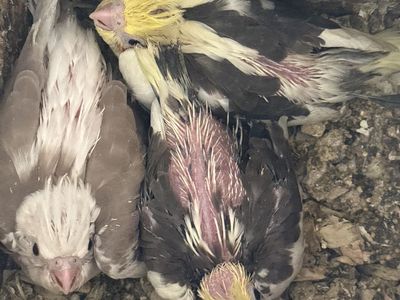 Cockatiels