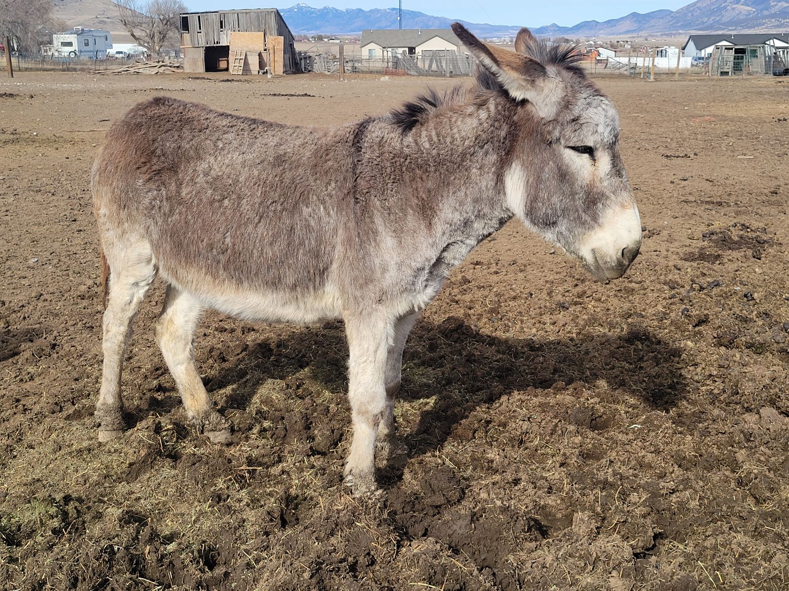 BLM grey curly hair Jenny donkey