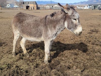 BLM grey curly hair Jenny donkey