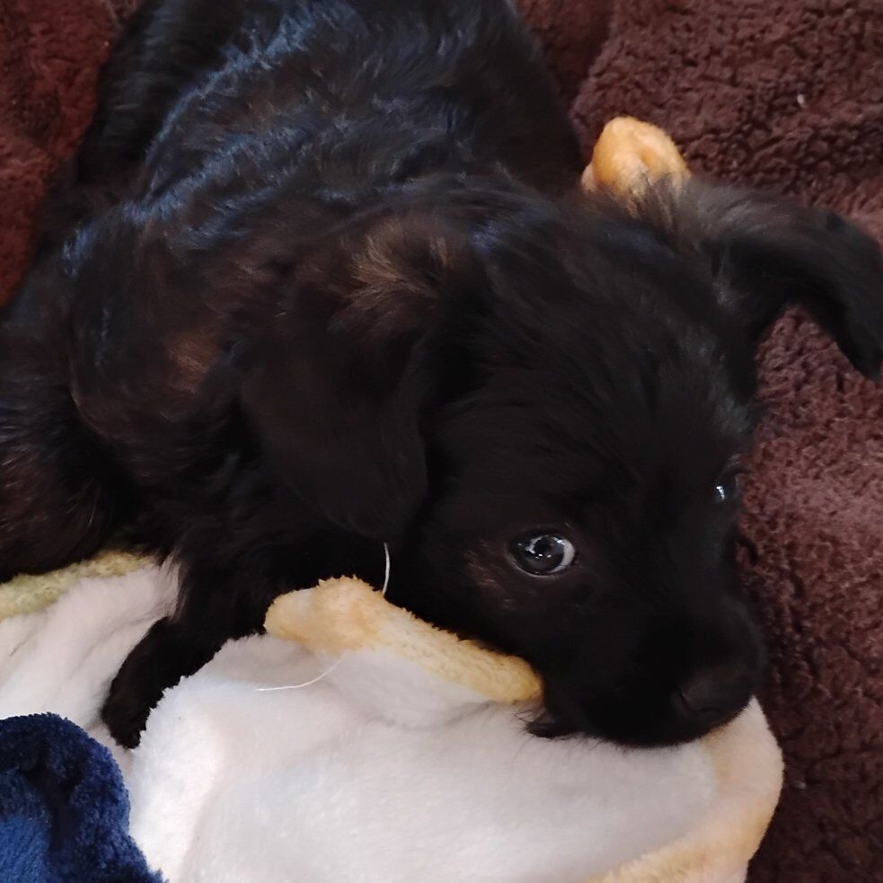 toy Aussie doodle/ toy poodle