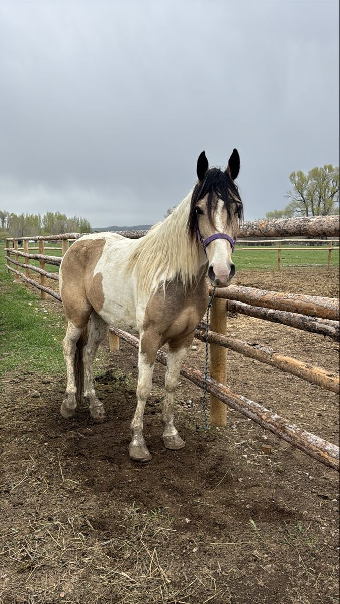 Tennessee Walker