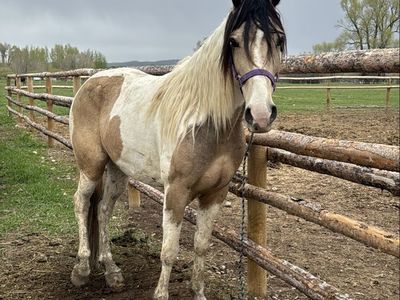 Tennessee Walker