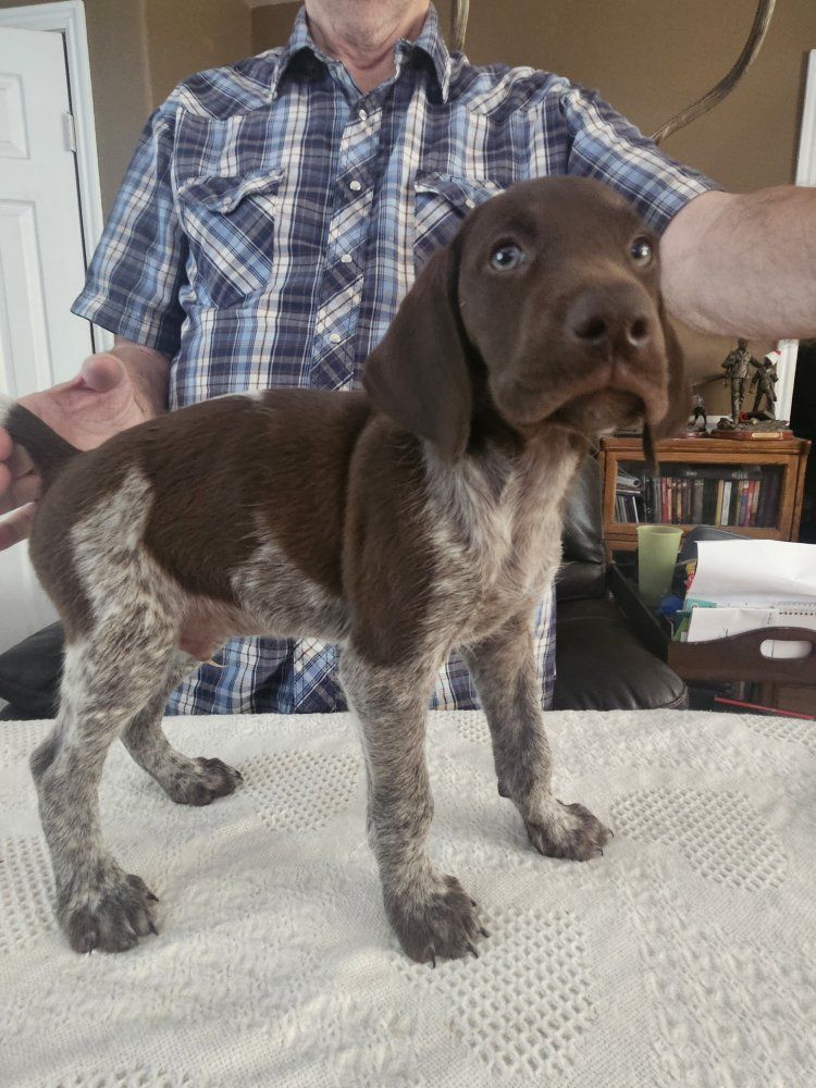 German Shorthair Pointer pups for sale