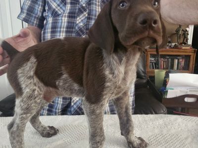 German Shorthair Pointer pups for sale