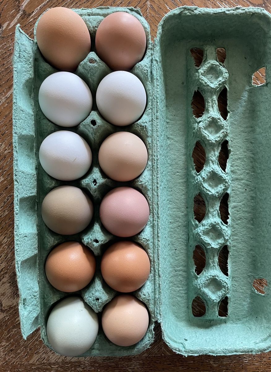 Be part of creating a new Chicken breed!