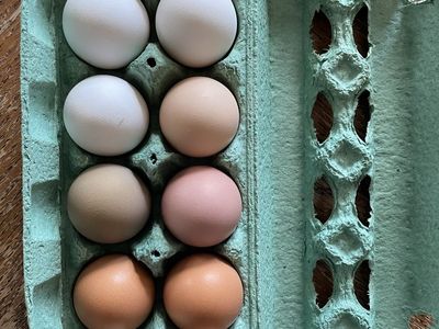 Be part of creating a new Chicken breed!