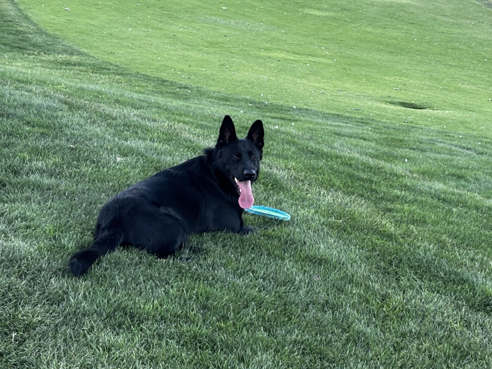 German Shepherd
