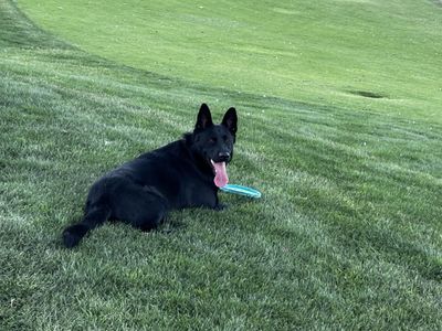 German Shepherd