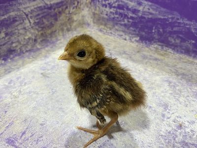 Red Golden Pheasant Chicks