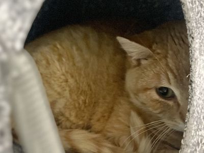 Hello my name is Grapefruit