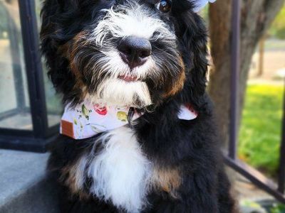 Tri-color Mini Bernrdoodle CRATE TRAINED
