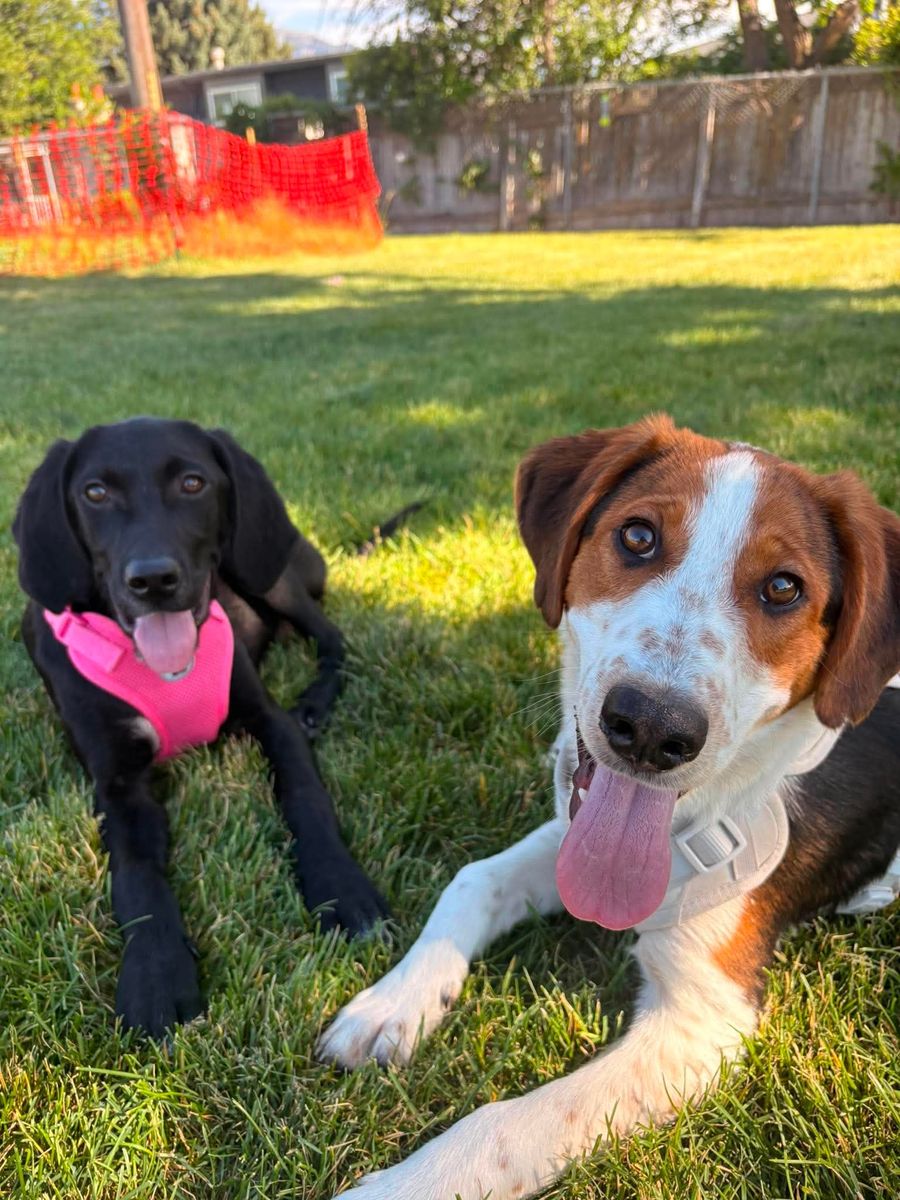 Mixed Puppies