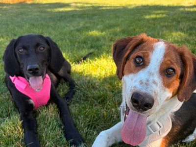 Mixed Puppies