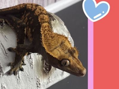 Harlequin Crested gecko