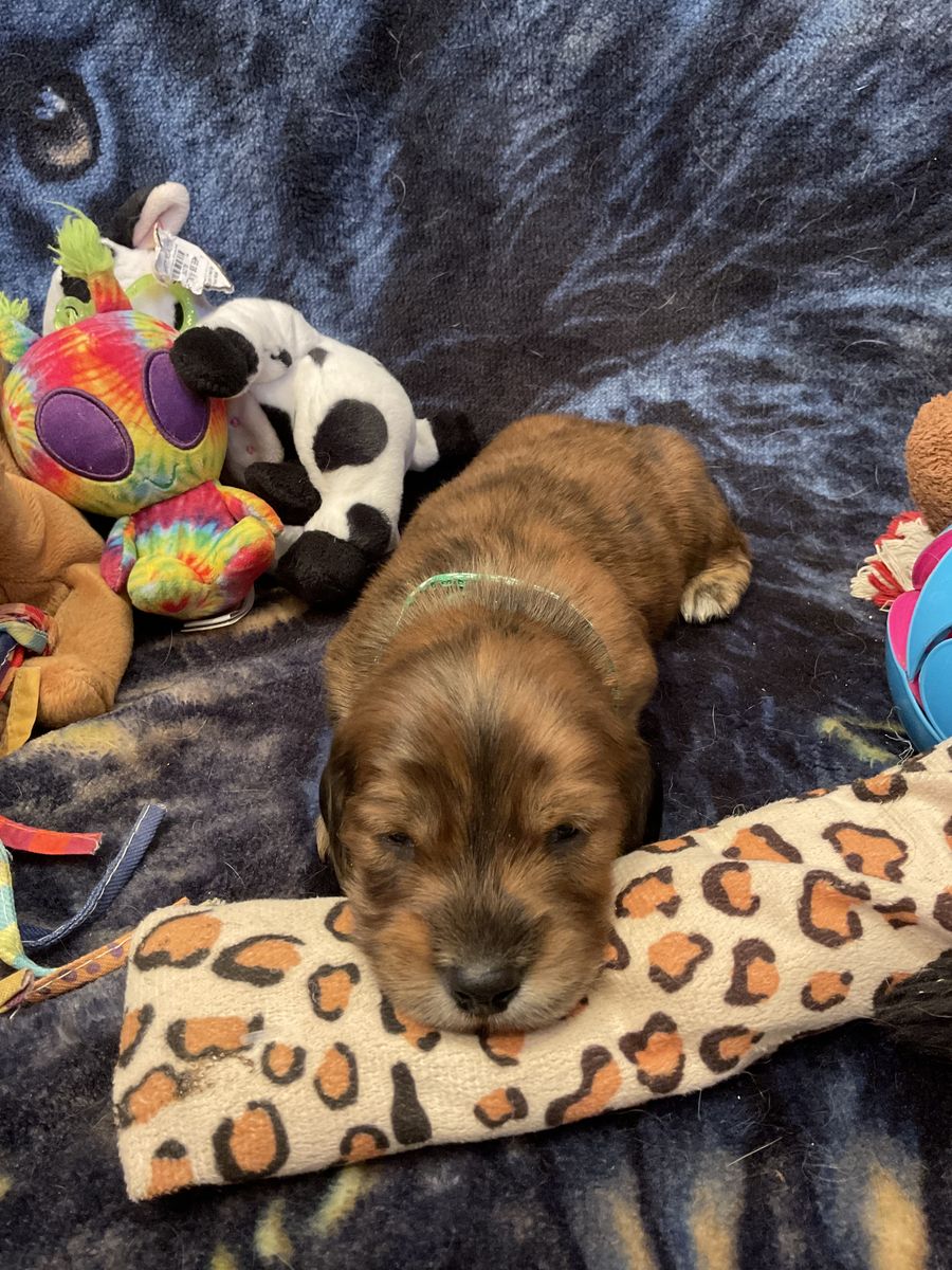 AKC Long Hair Male Dachshund