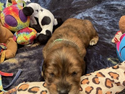 AKC Long Hair Male Dachshund