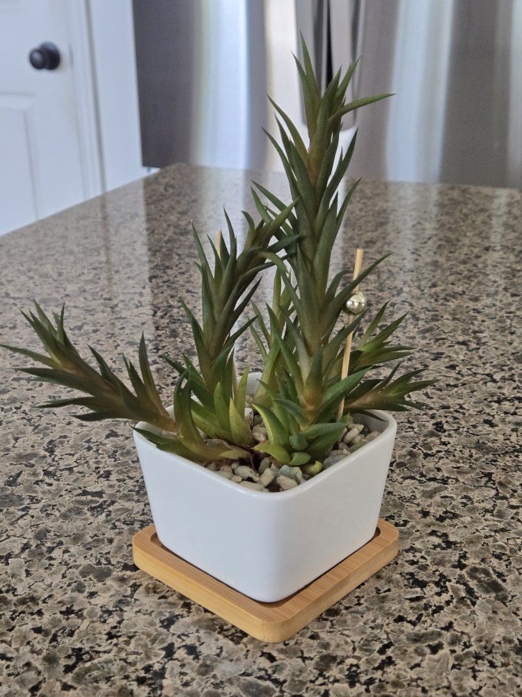 Succulent Plant in White Pot with Bamboo Tray