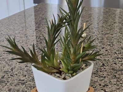 Succulent Plant in White Pot with Bamboo Tray