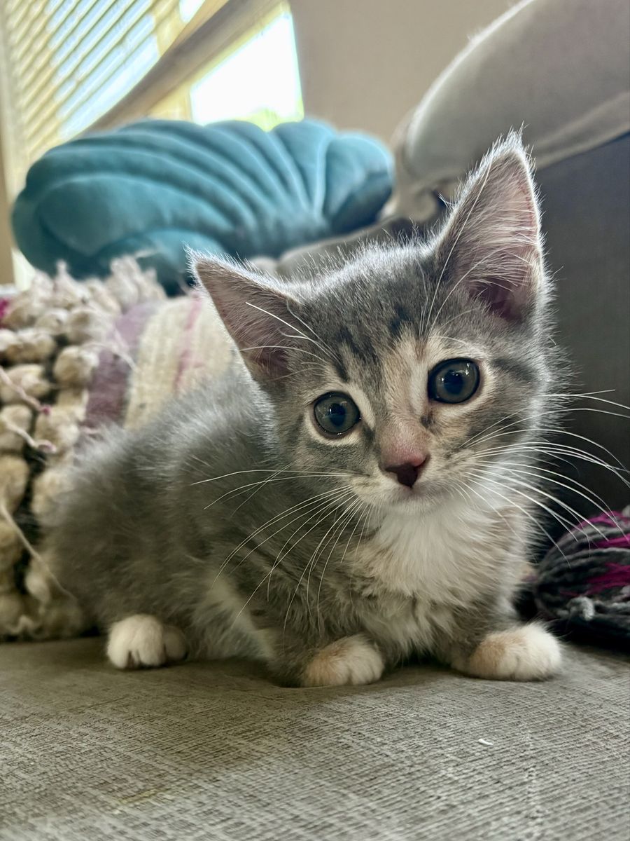Sweetest Gray Tortie/Tabby Girl Kitten