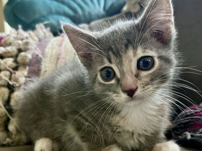 Sweetest Gray Tortie/Tabby Girl Kitten
