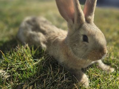 Purebred Continental Giant Rabbit