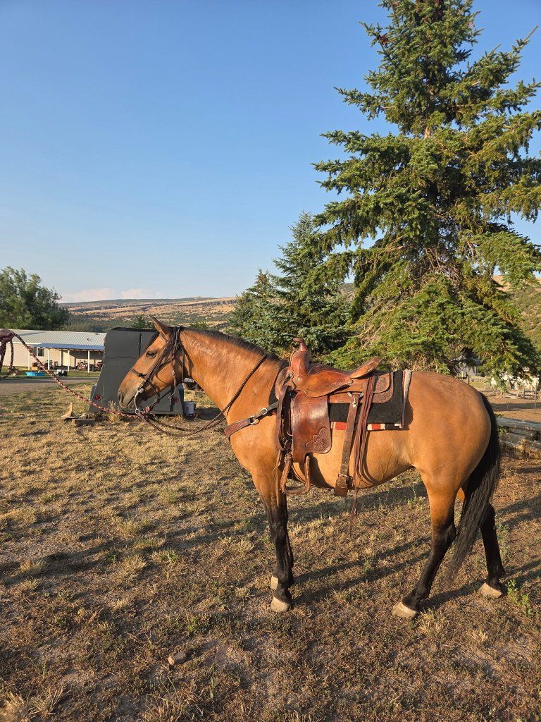 10yr All around Mustang mare.