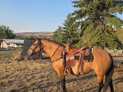 10yr All around Mustang mare.