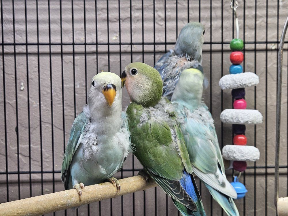 Beautiful Baby Lovebirds