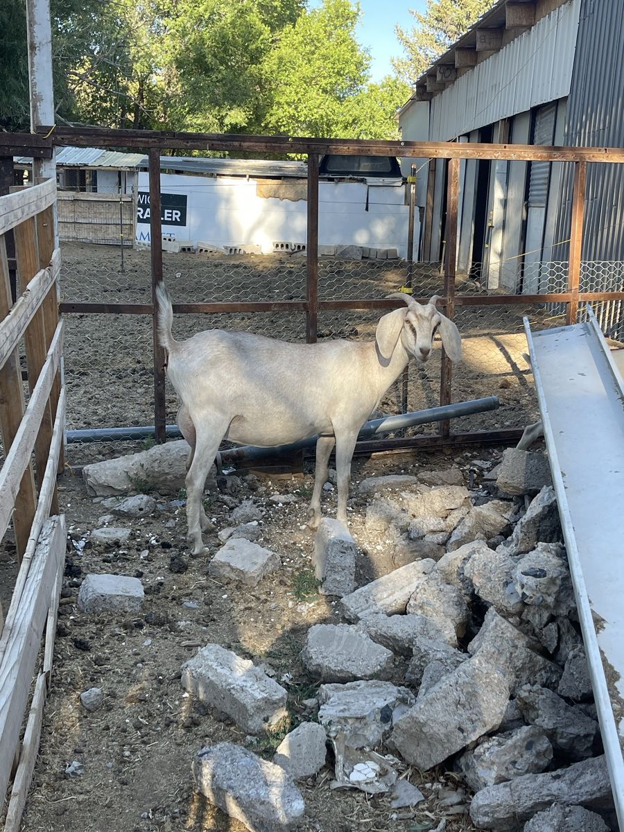 Nubian Goats