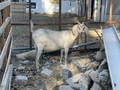 Nubian Goats