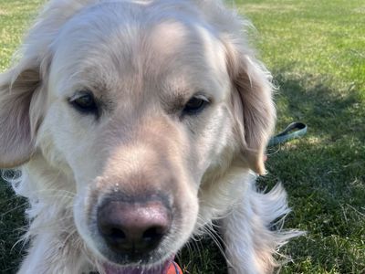 English crème retriever