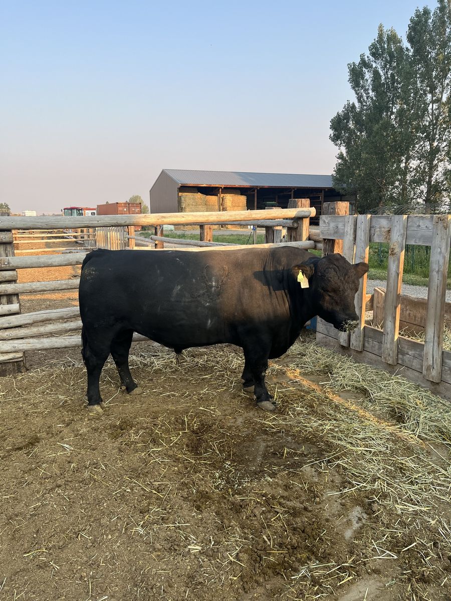 Bull for Sale