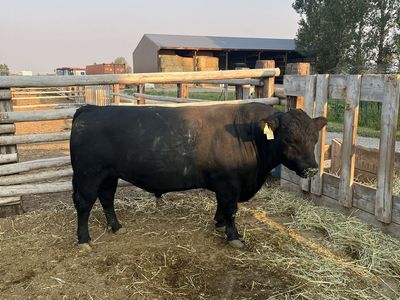 Bull for Sale