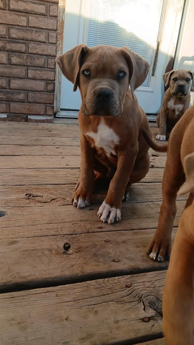 Cane Corso/American Bully puppies