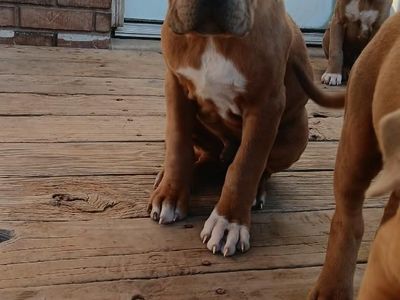 Cane Corso/American Bully puppies