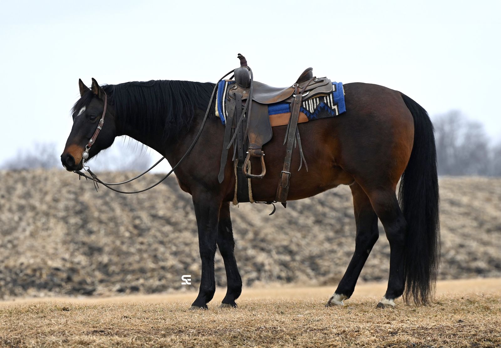 𝗚𝗢𝗥𝗚𝗘𝗢𝗨𝗦 & 𝗙𝗮𝗺𝗶𝗹𝘆 𝗦𝗮𝗳𝗲 𝗧𝗿𝗮𝗶𝗹 𝗚𝗲𝗹𝗱𝗶𝗻𝗴 - 𝗔𝗻𝘆𝗼𝗻𝗲 𝗖𝗮𝗻 𝗘𝗻𝗷𝗼𝘆 𝗛𝗶𝗺!