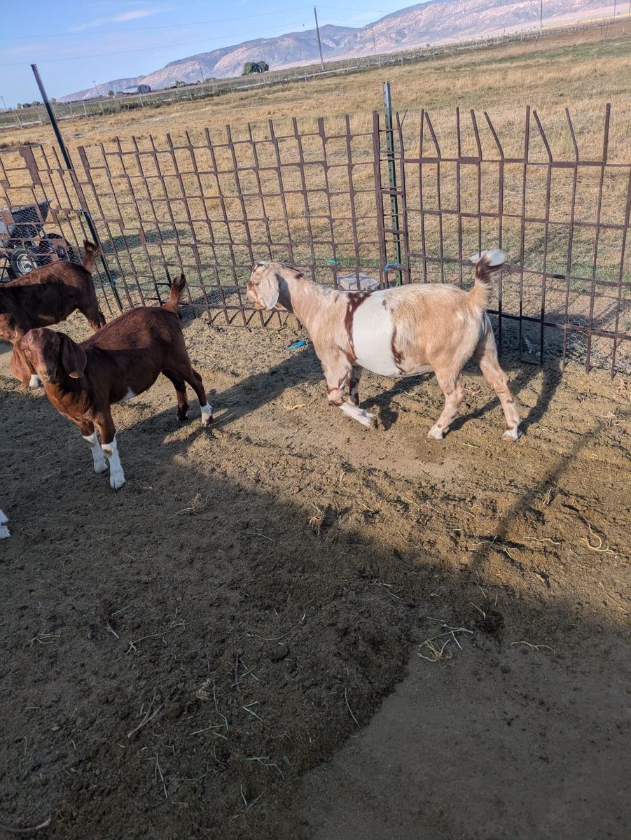 Goats for sale