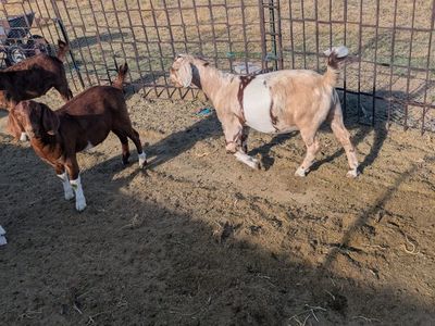 Goats for sale