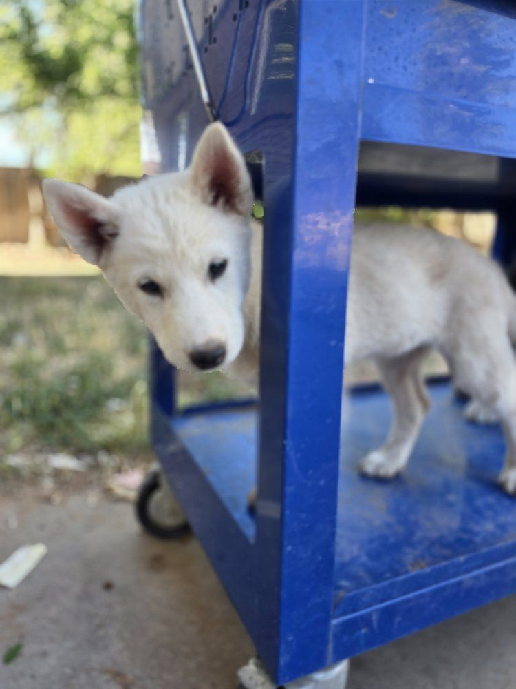 Siberian Huksy Wolf-Hybrid Puppy