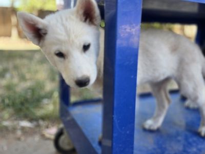 Siberian Huksy Wolf-Hybrid Puppy